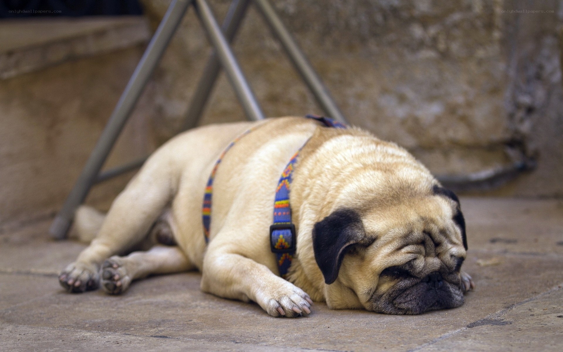 Pug dog sleeping on pavement