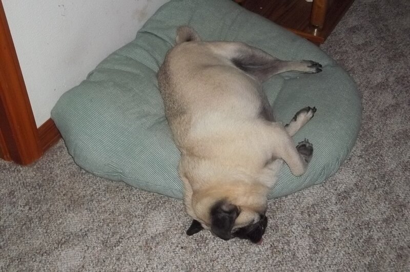 Pug Dog Sleeping