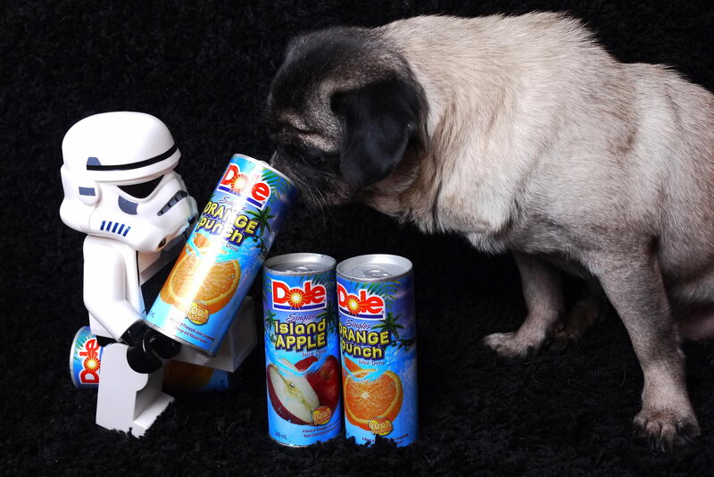 Pug Dog Sniffing Juice