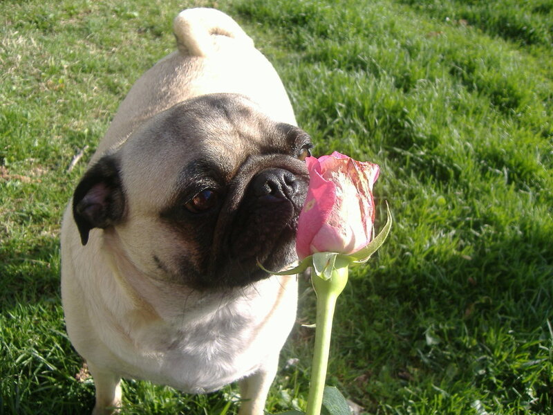 Pug Dog Sniffing Rose