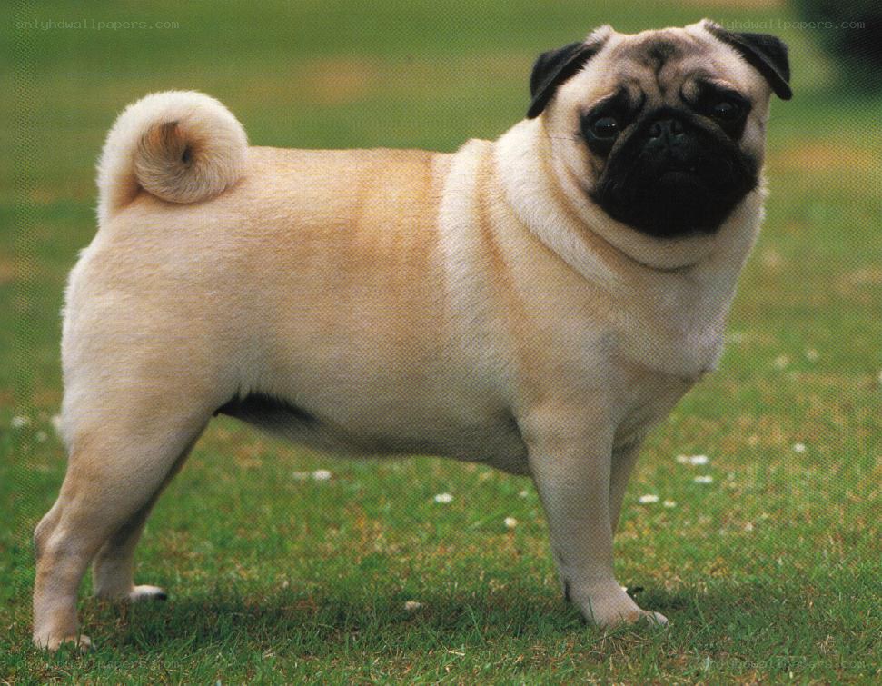 pug dog standing on grass