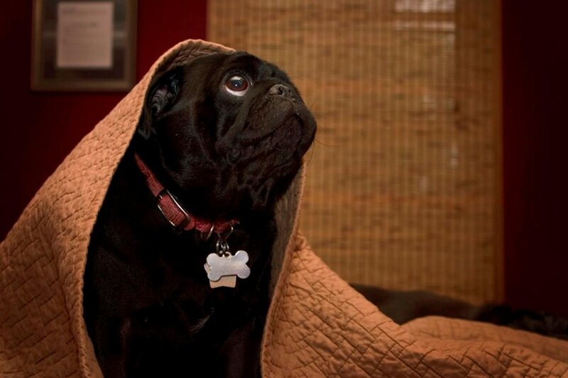 pug dog under blanket