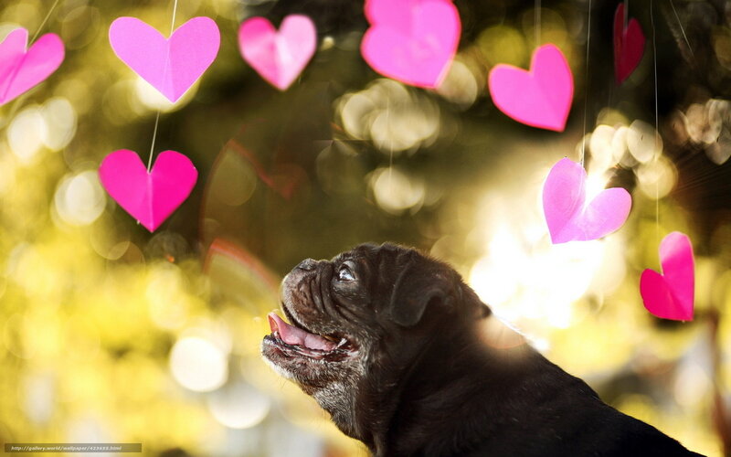 Pug dog under heart decorations