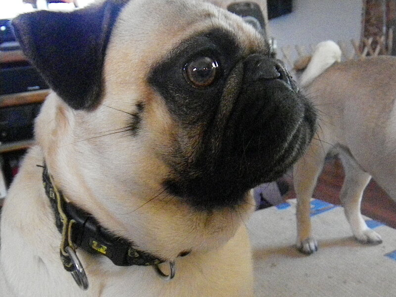 Pug Dog Wearing Collar