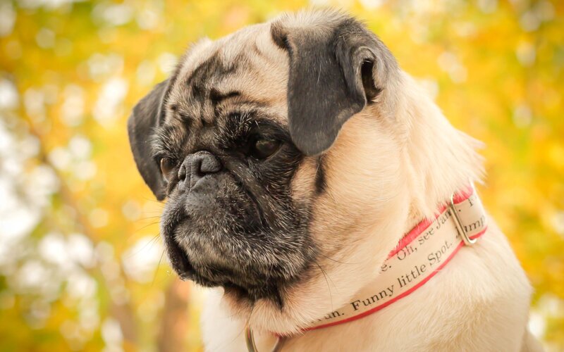 Pug Dog Wearing Collar — Yellow