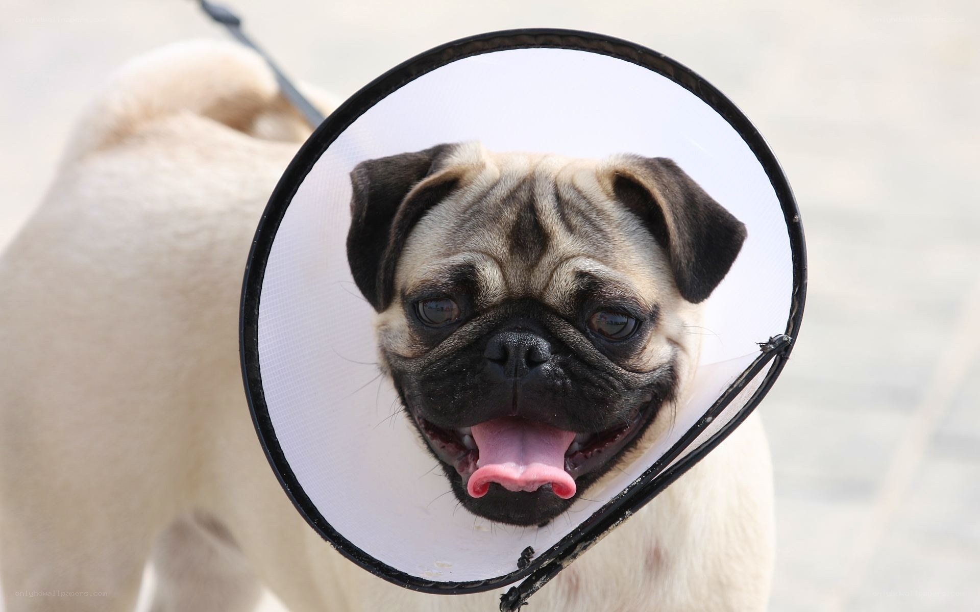 pug dog wearing cone