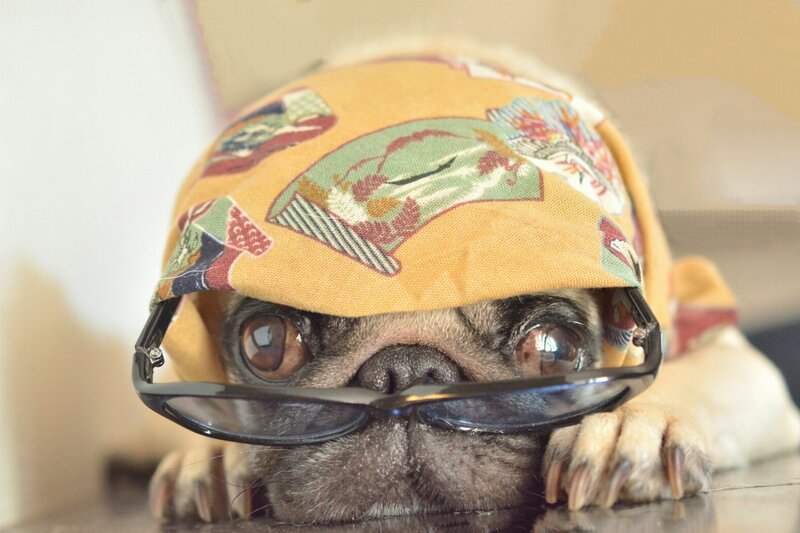 Pug Dog Wearing Glasses