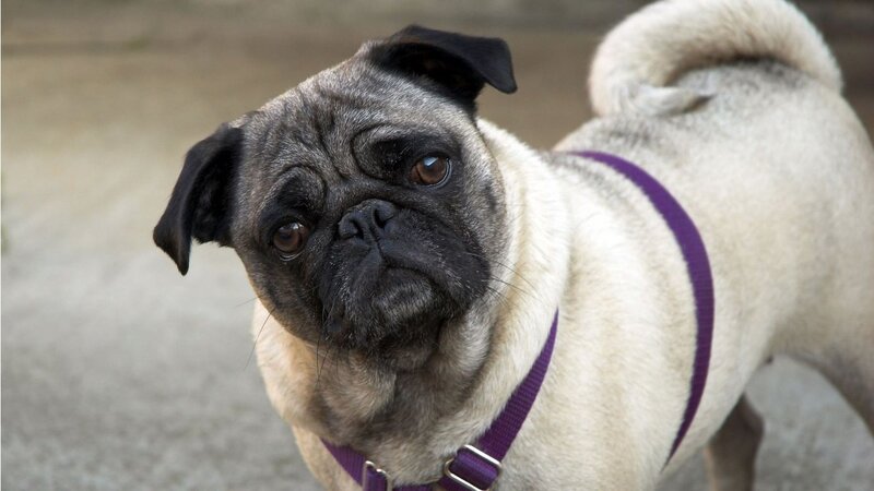 Pug Dog Wearing Harness