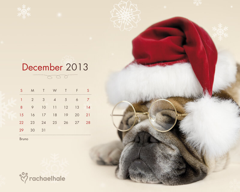 Pug Dog Wearing Hat — Beige