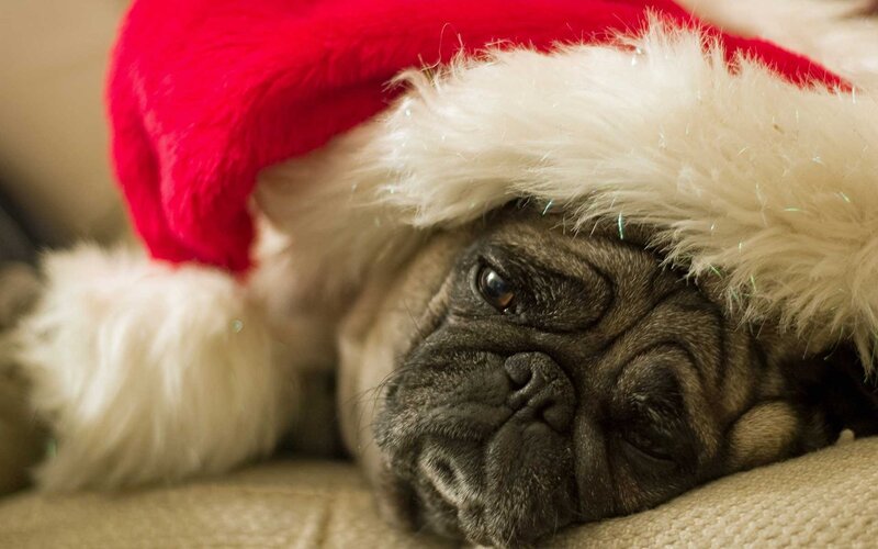 Pug Dog Wearing Hat — Red, Calm