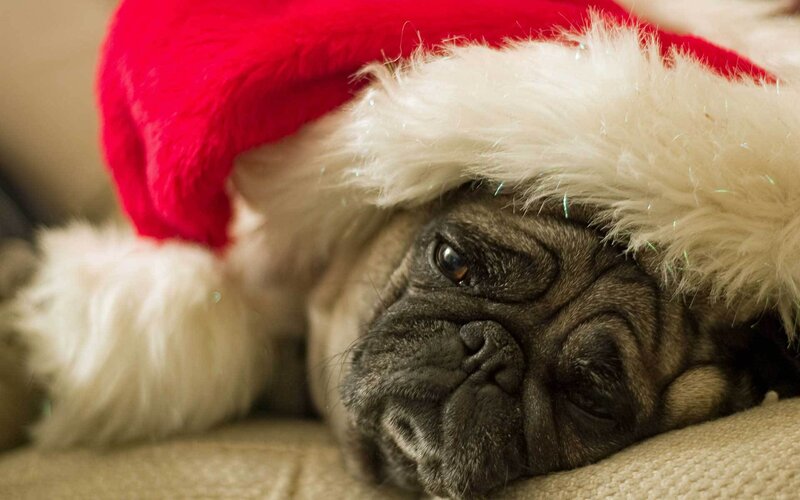 Pug Dog Wearing Hat