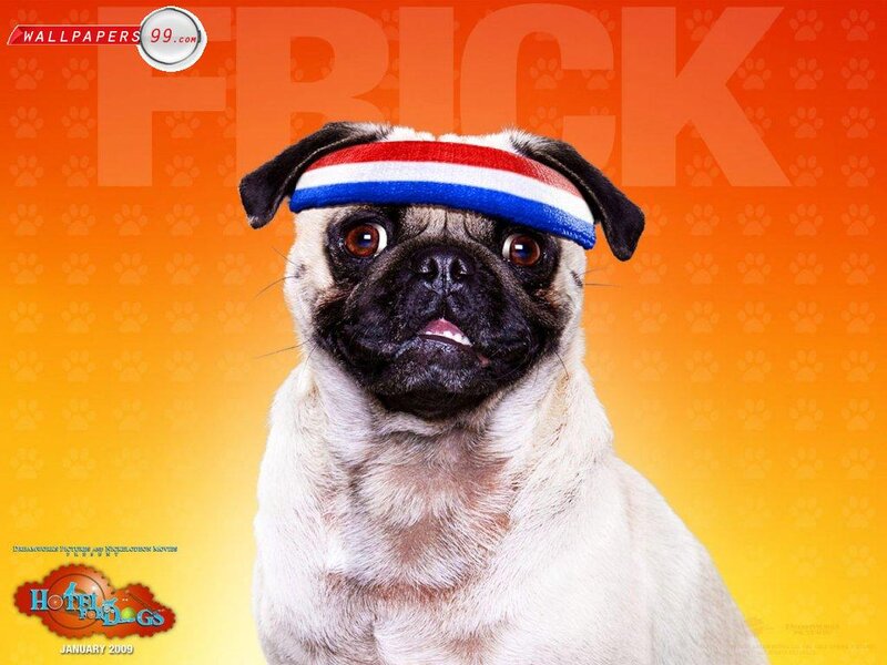 Pug Dog Wearing Headband — Orange
