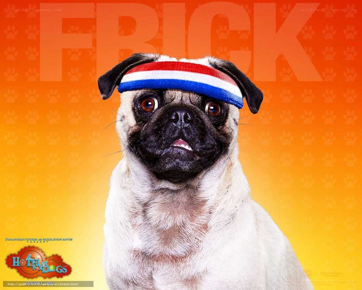 Pug dog wearing headband