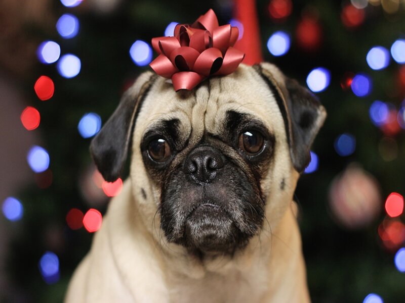 Pug Dog with Bow