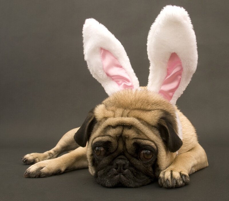 Pug Dog with Bunny Ears