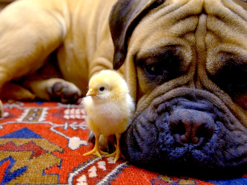 Pug Dog with Chick
