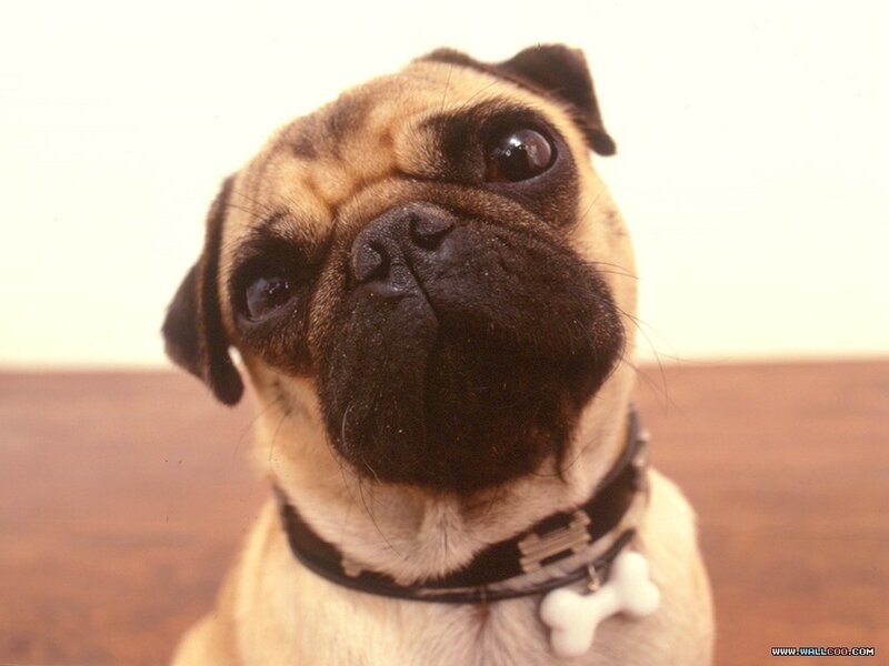 Pug Dog with Collar