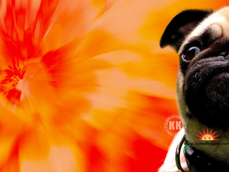 Pug Dog with Flower