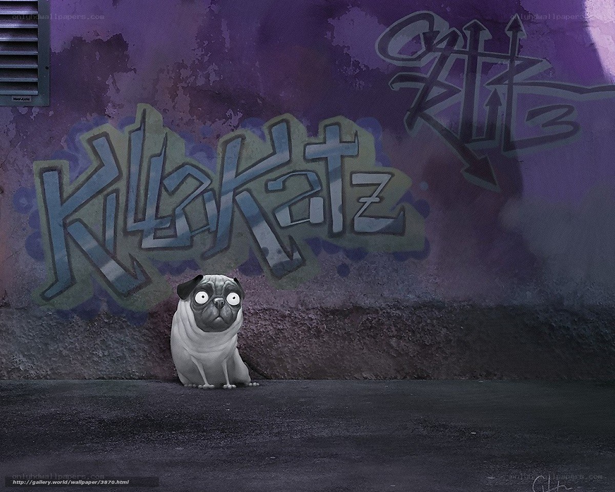 pug dog with graffiti