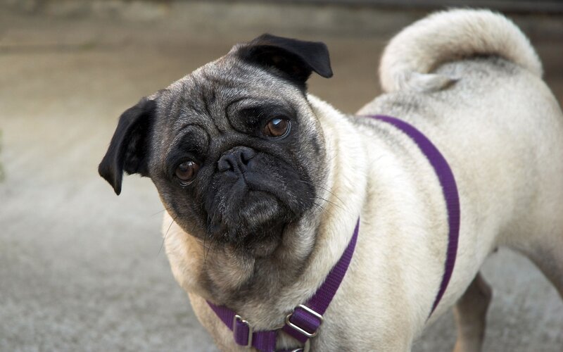 Pug Dog with Harness — Beige