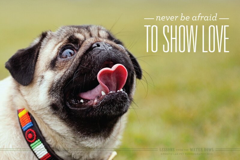 Pug Dog with Heart-shaped Tongue