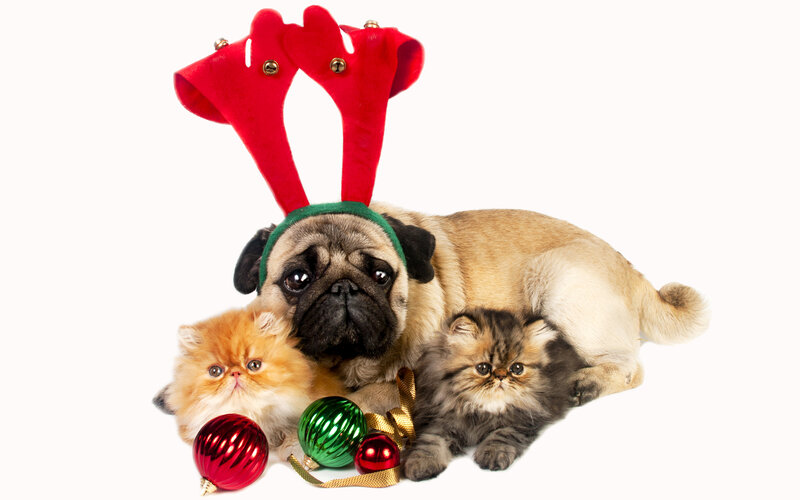 Pug Dog with Kittens