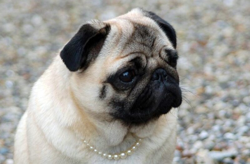 Pug Dog with Pearl Necklace