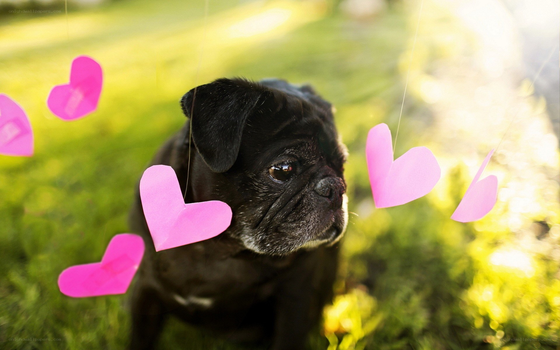 pug dog with pink hearts