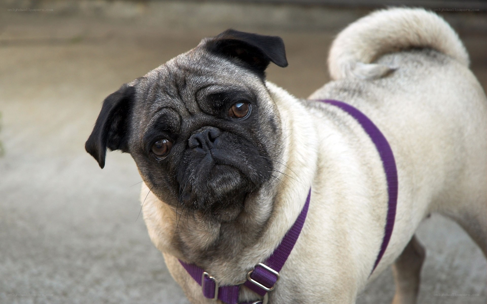 pug dog with purple harness