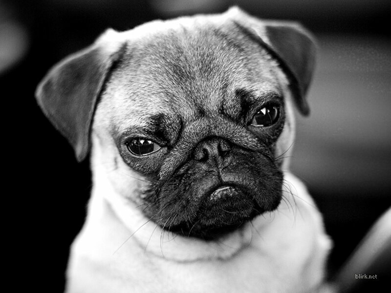 pug dog with sad expression