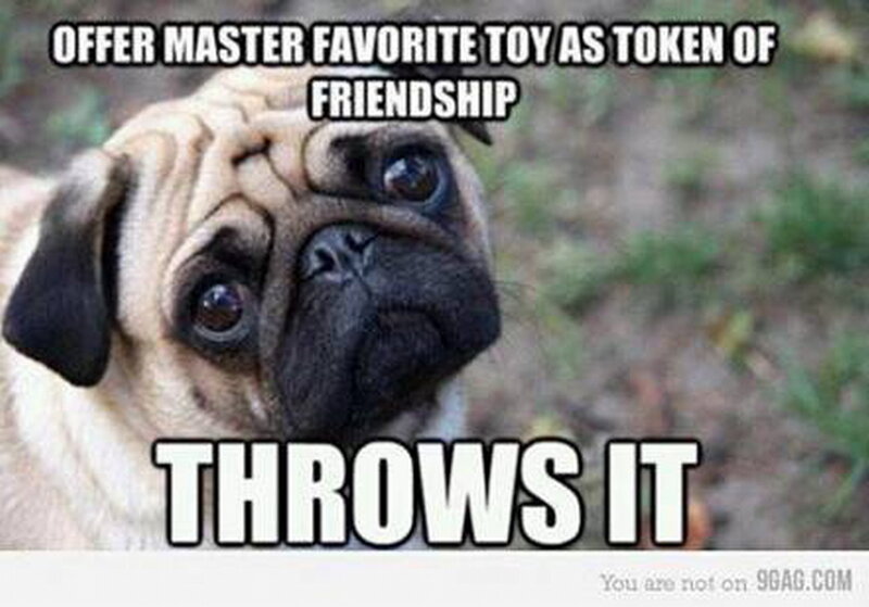 Pug Dog with Sad Face