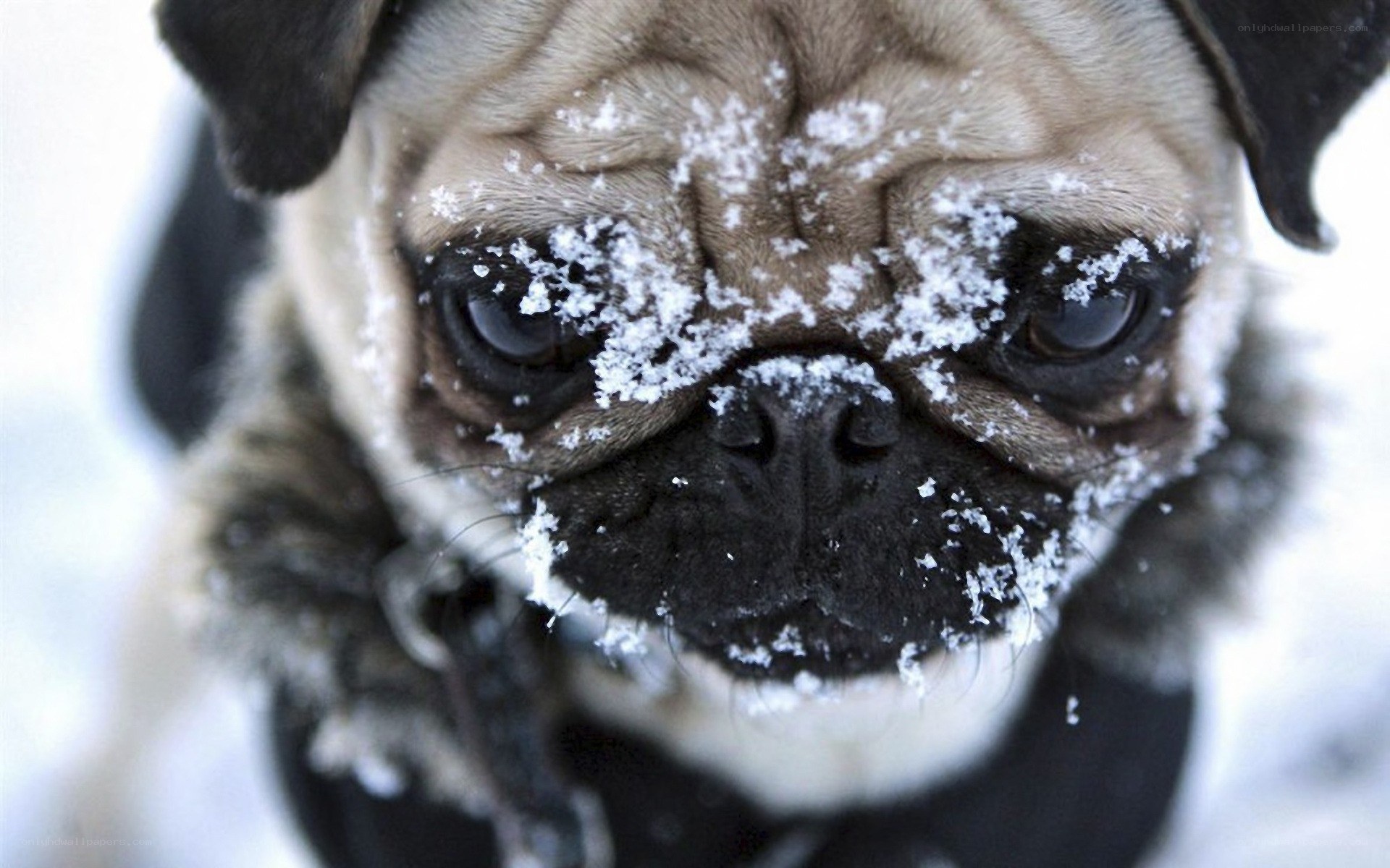 pug dog with snow on face