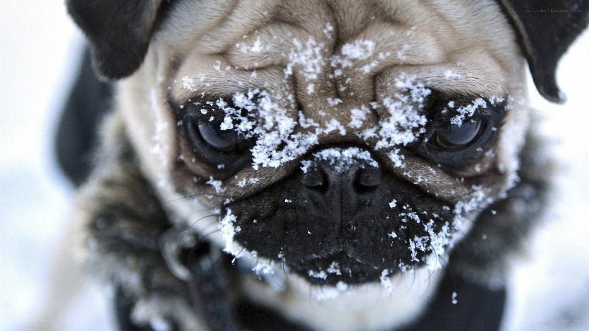 pug dog with snow on face