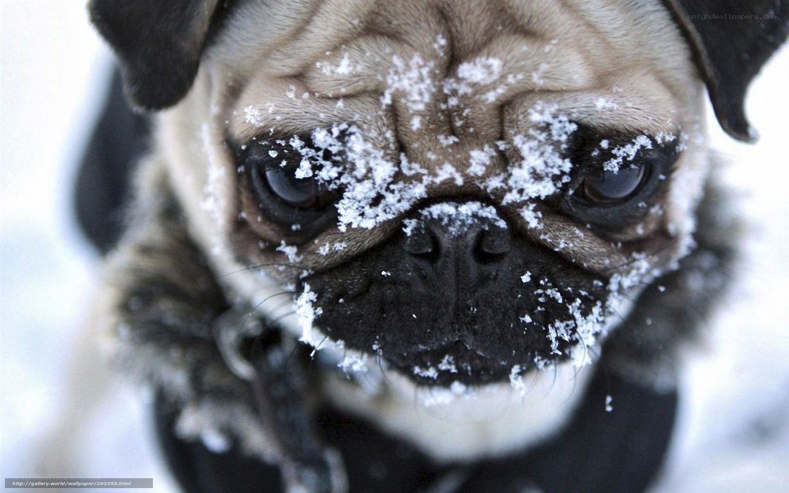 pug dog with snow on face