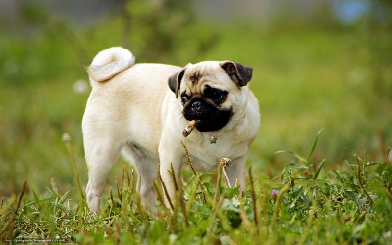 Pug Dog with Stick — Green, Calm