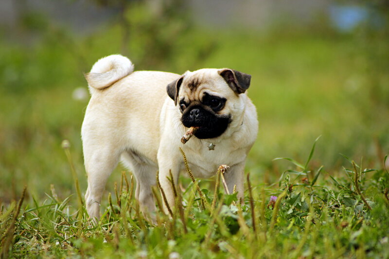 Pug Dog with Stick — Green, Playful