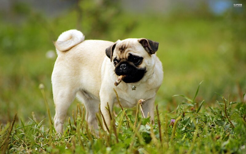 Pug Dog with Stick — Green