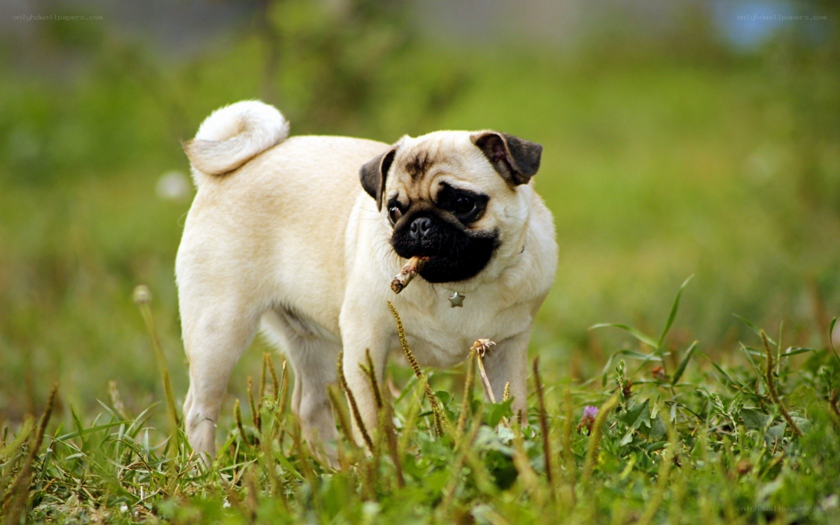 Pug dog with stick in grass
