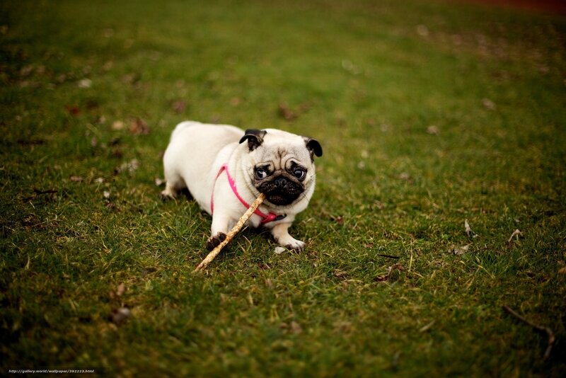 pug dog with stick