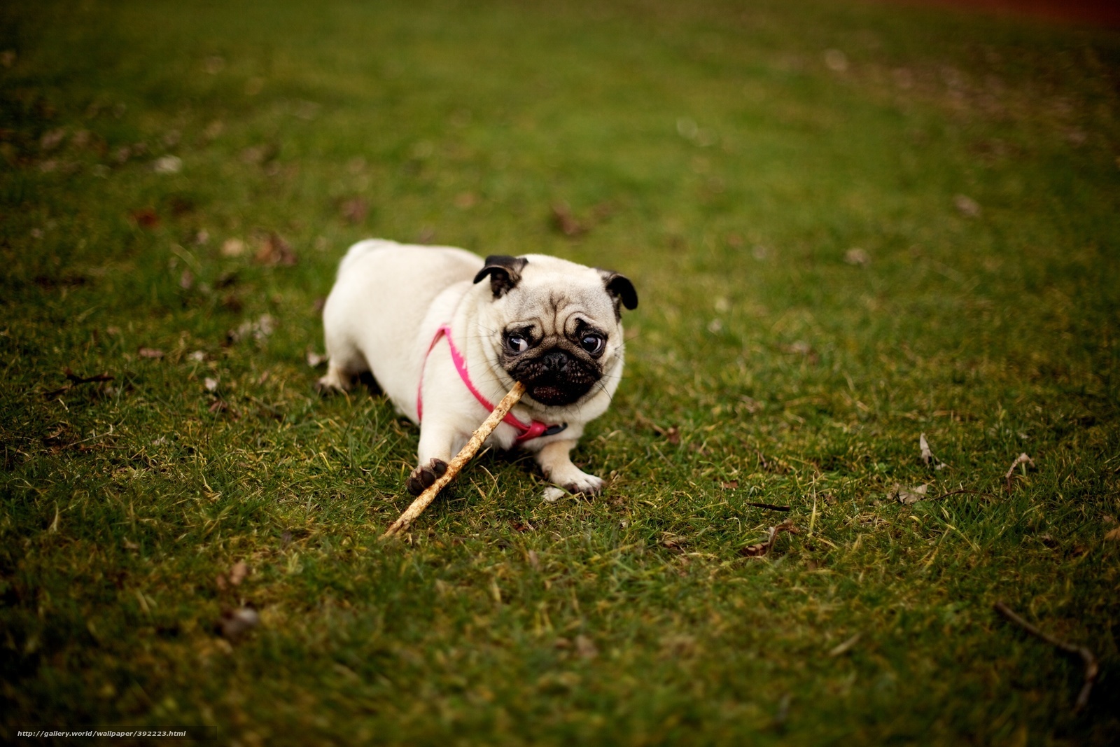 pug dog with stick