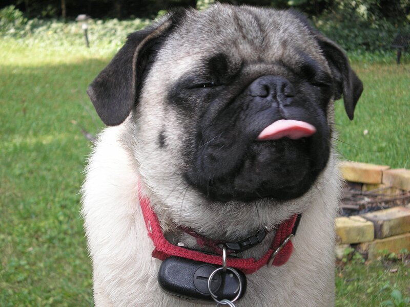 Pug dog with tongue out