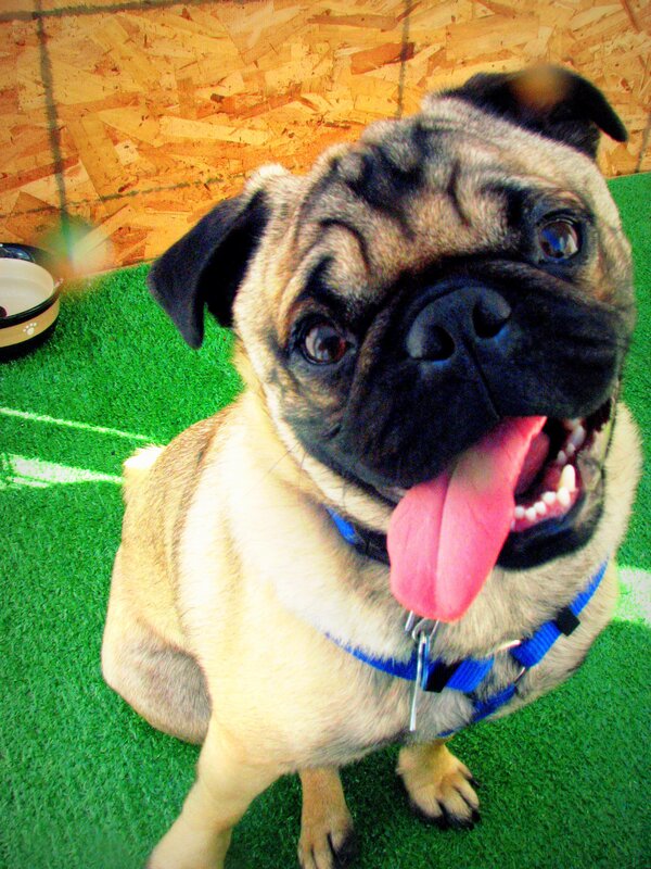 Pug dog with tongue out