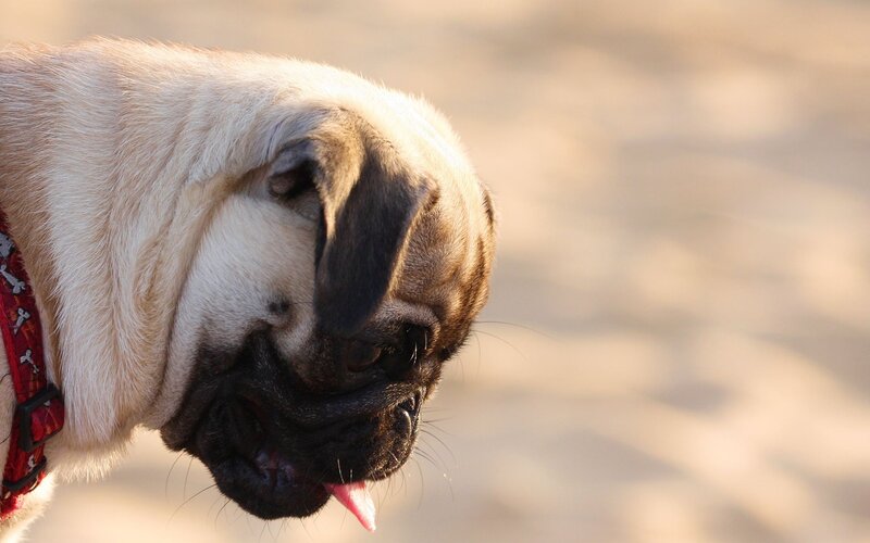 Pug Dog with Tongue Out — Beige
