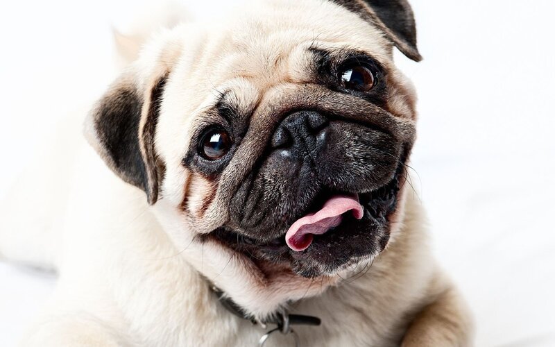 Pug Dog with Tongue Out — White