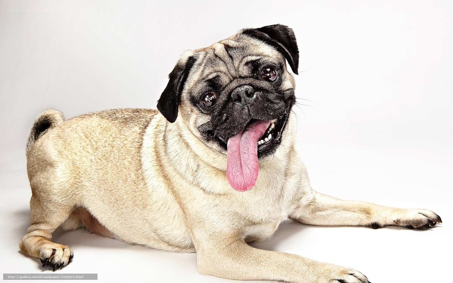 pug dog with tongue out