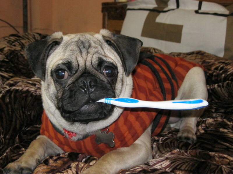 Pug Dog with Toothbrush