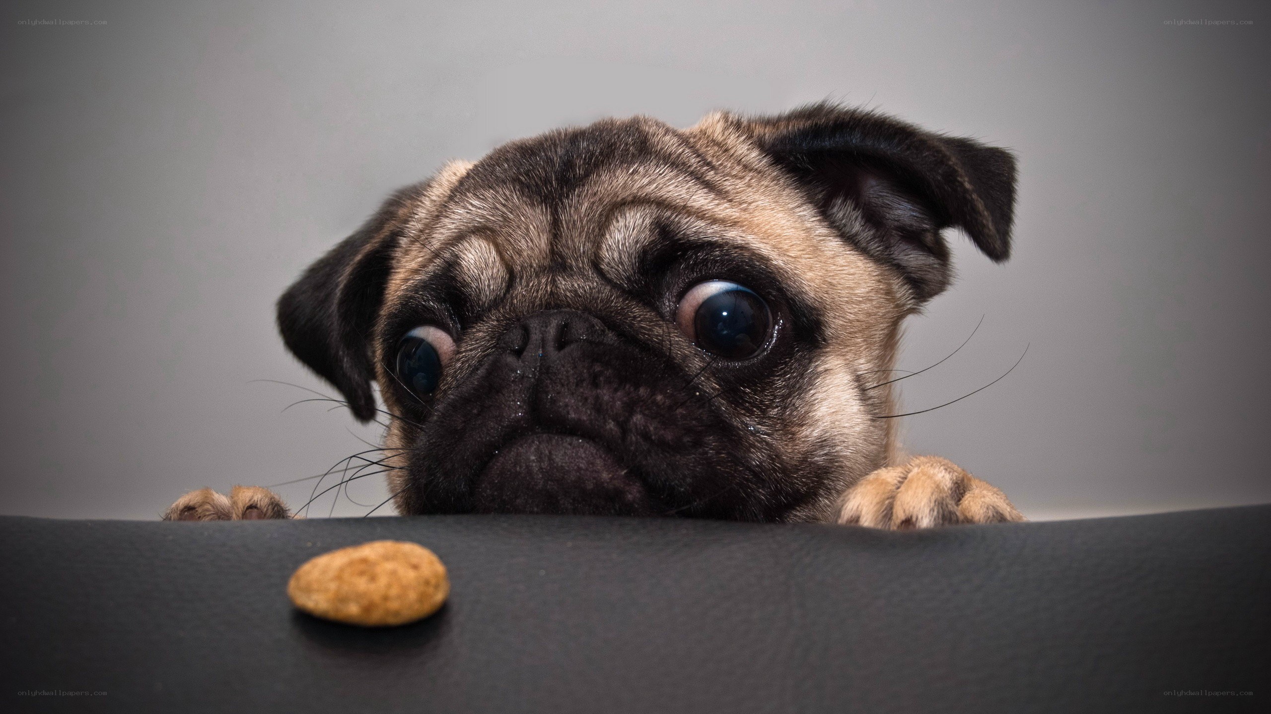 pug dog with treat