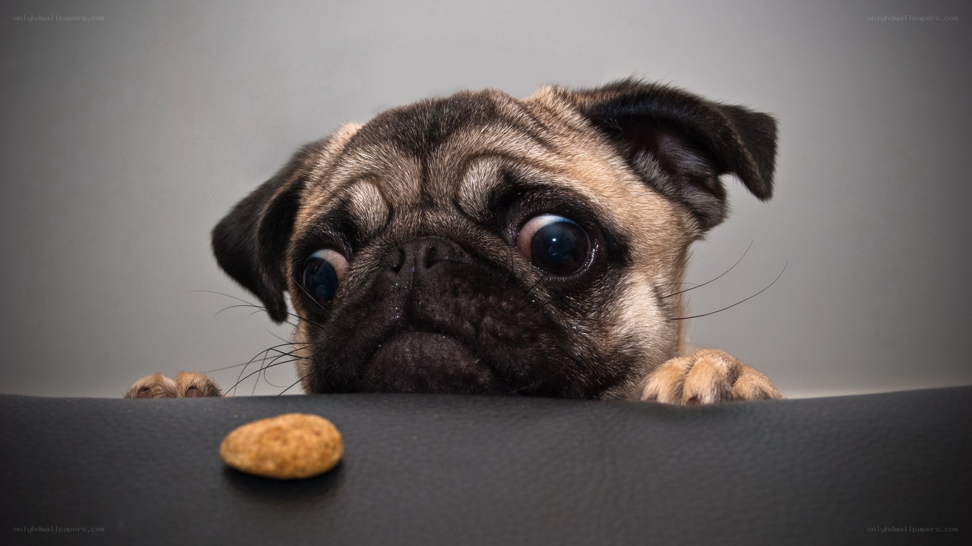 pug dog with treat