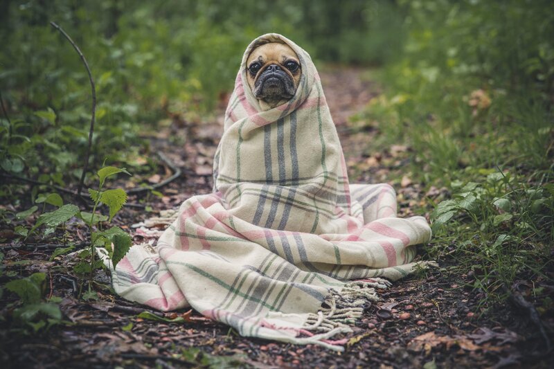 Pug Dog Wrapped in Blanket