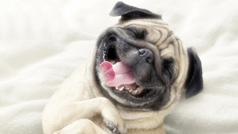 Pug Dog Yawning